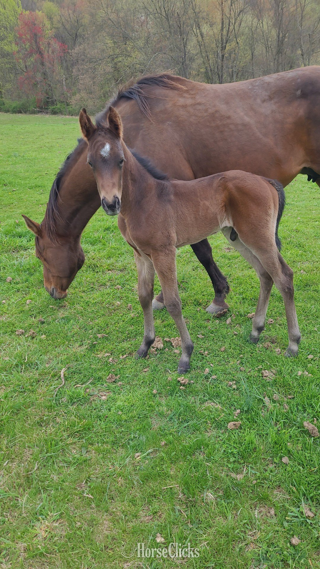 "Buckskin Filly"  Filly Quarter Horse in Pennsylvania
