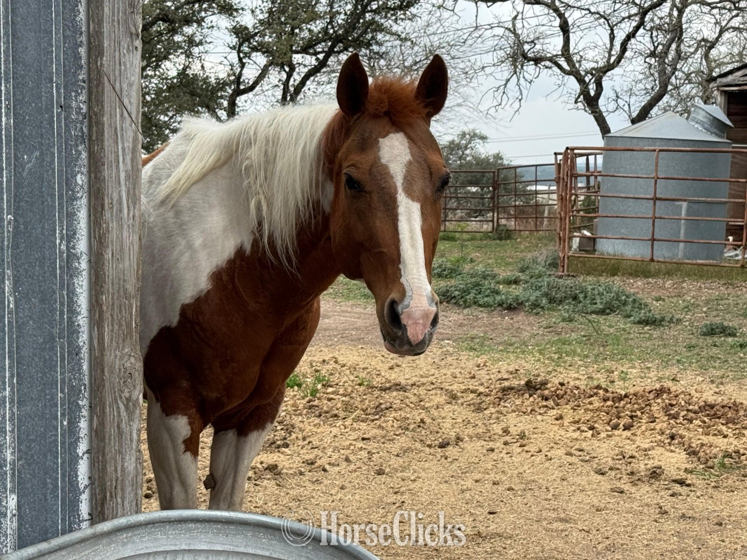 "Fancy" Tabiano Mare Paint in Texas