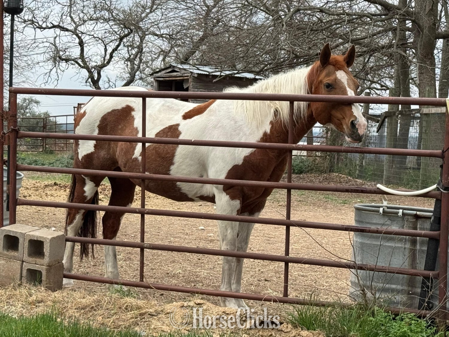"Fancy" Tabiano Mare Paint