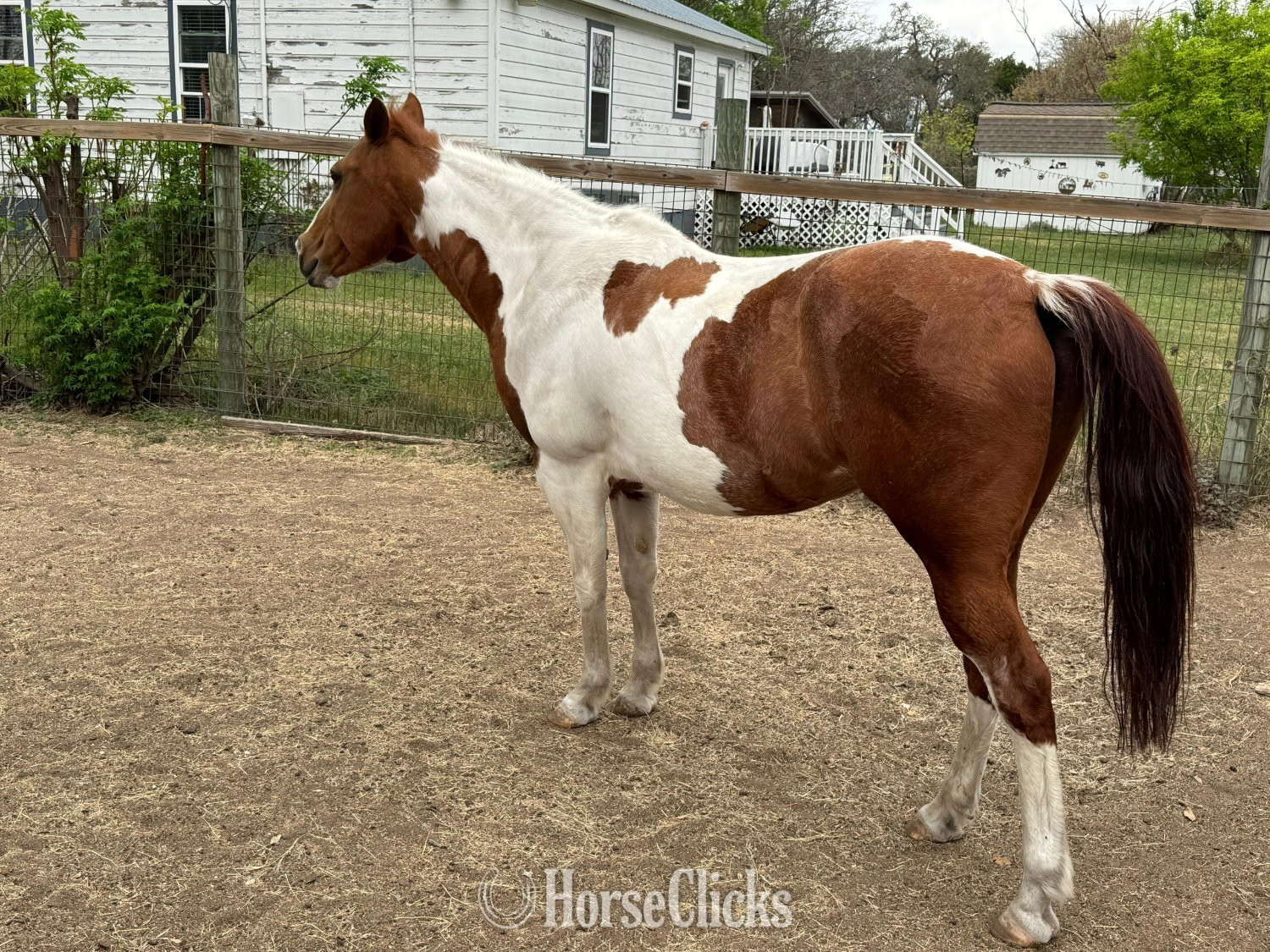Texas "Fancy" Tabiano Mare Paint