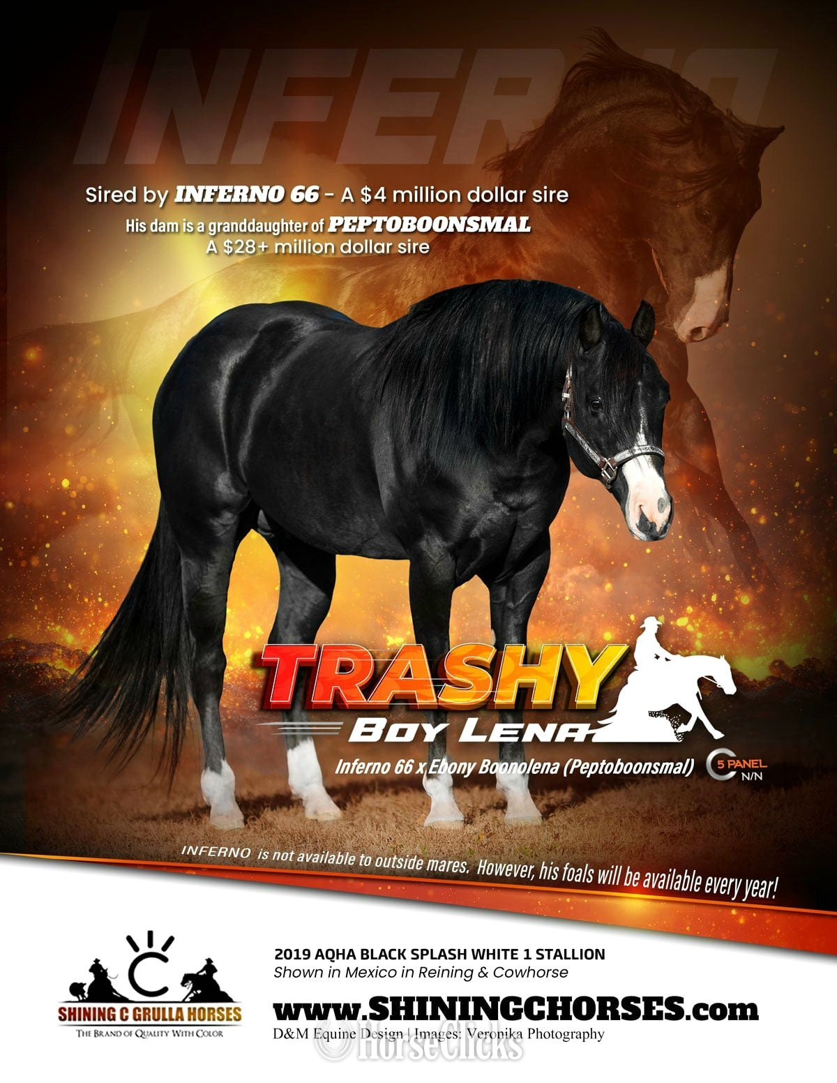 "TRASHY BOY LENA" Black Stallion Quarter Horse in Texas