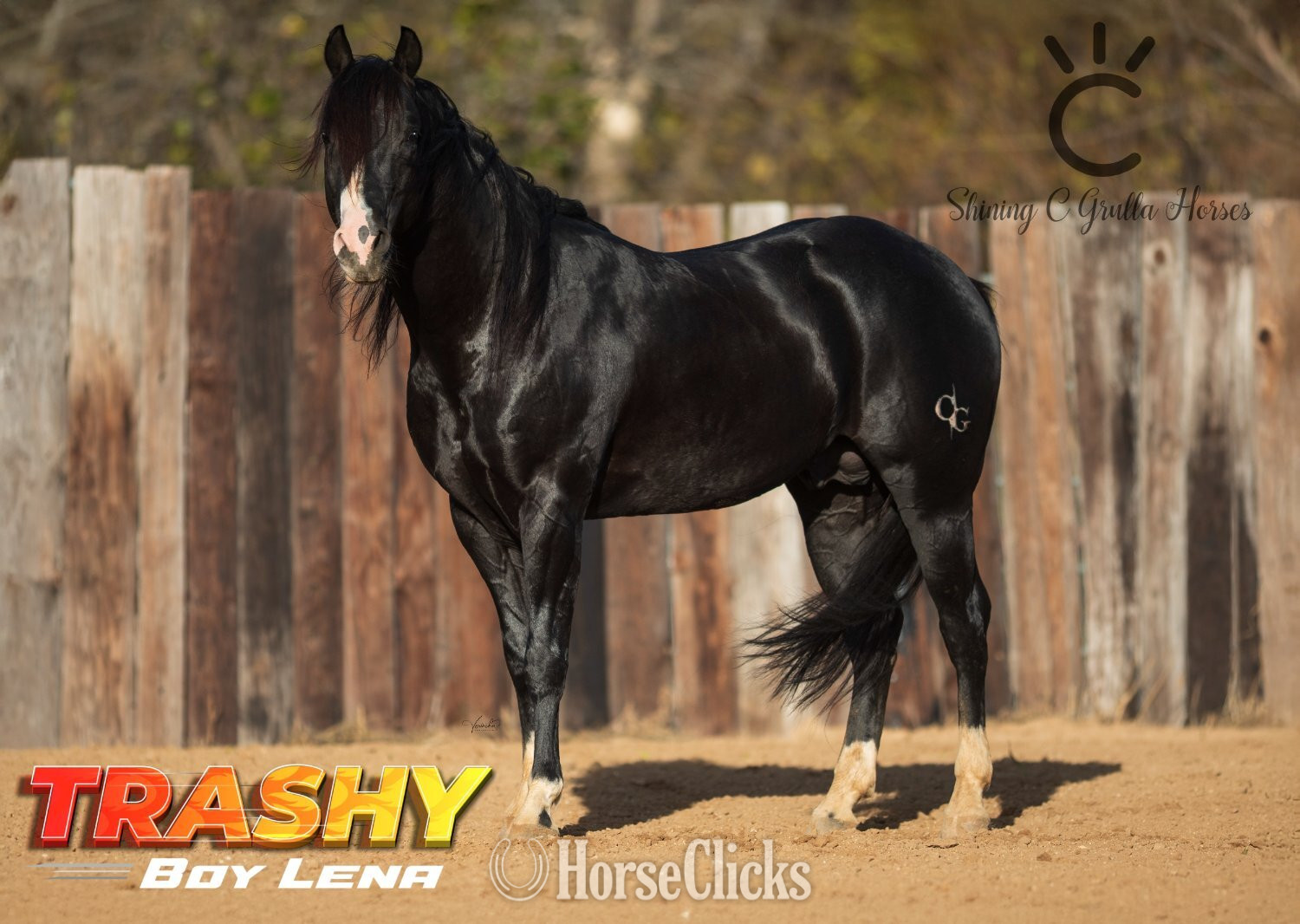 "TRASHY BOY LENA" Black Stallion Quarter Horse