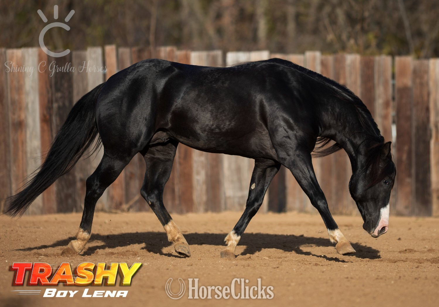 Texas "TRASHY BOY LENA" Black Stallion Quarter Horse