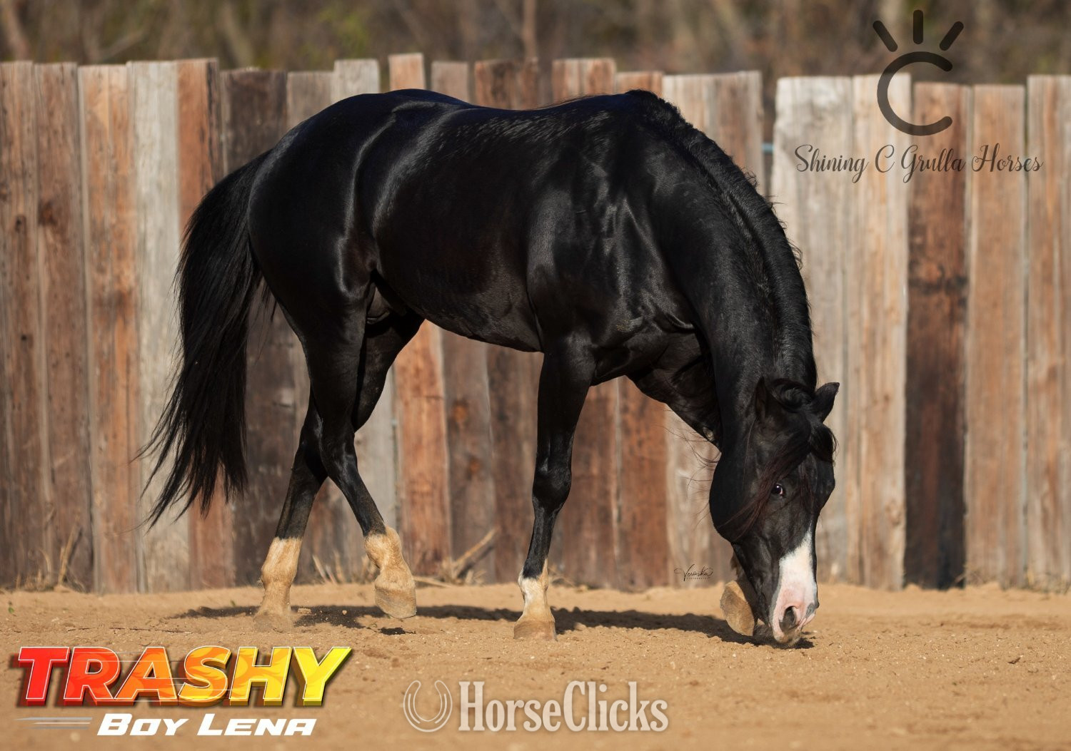 "TRASHY BOY LENA" Black Stallion Quarter Horse - Quarter Horse in Texas