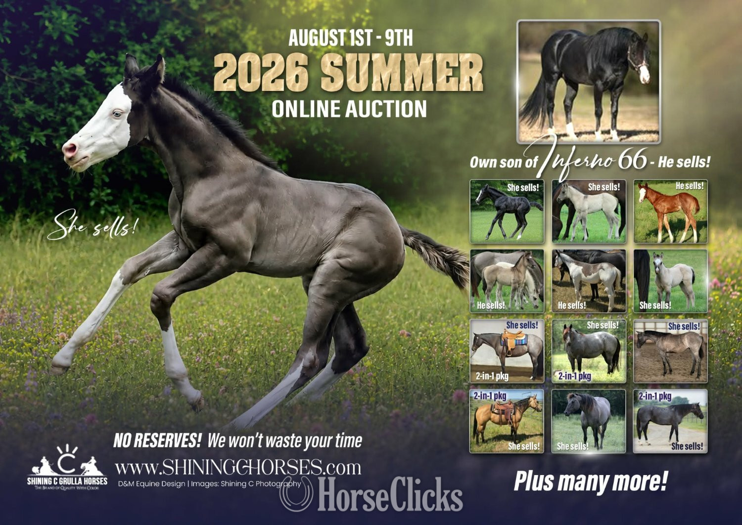 "TRASHY BOY LENA" Black Stallion Quarter Horse - Quarter Horse