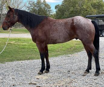 "Groovy" Bay Roan Gelding Quarter Horse