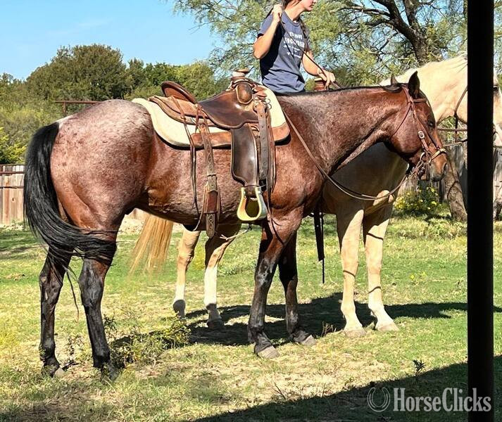 "Groovy" Bay Roan Gelding Quarter Horse