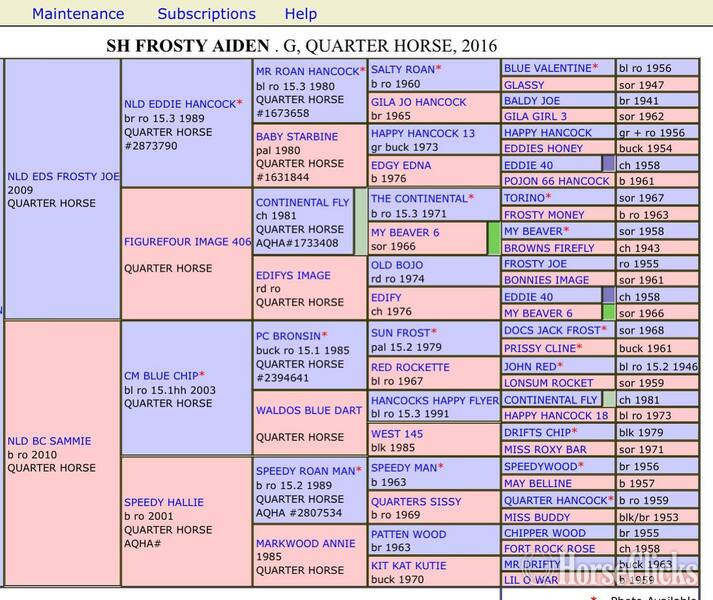 Texas "Groovy" Bay Roan Gelding Quarter Horse