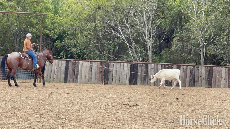 "Groovy" Bay Roan Gelding Quarter Horse - Quarter Horse in Texas