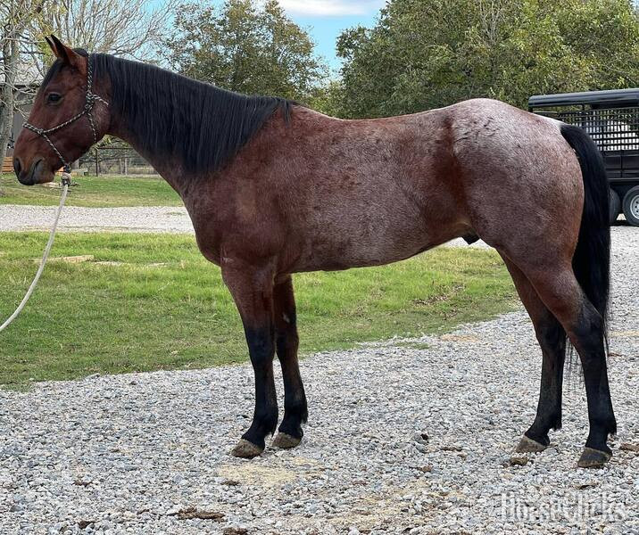 "Groovy" Bay Roan Gelding Quarter Horse in Texas