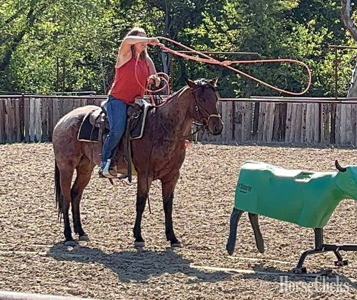 "Groovy" Bay Roan Gelding Quarter Horse - Quarter Horse