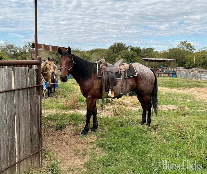 "Groovy" Bay Roan Gelding Quarter Horse Texas