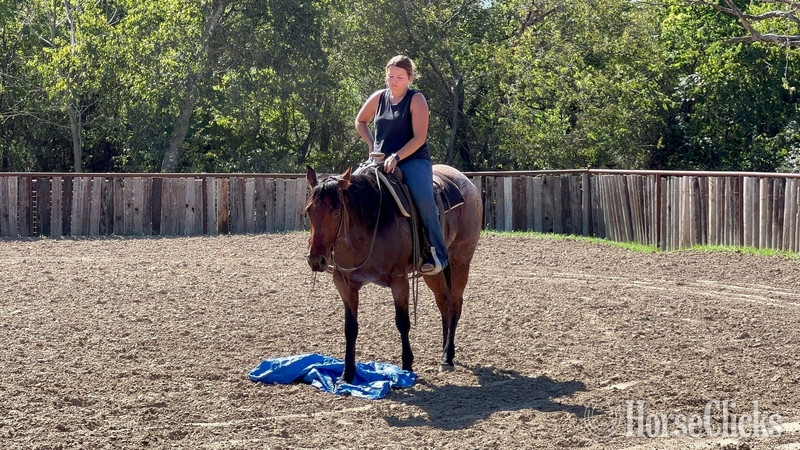 Quarter Horse - "Groovy" Bay Roan Gelding Quarter Horse in Texas