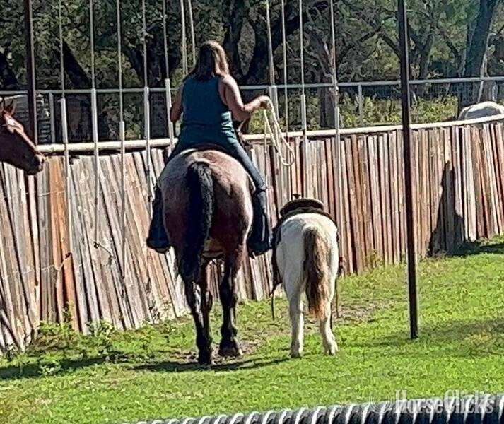 Quarter Horse - "Groovy" Bay Roan Gelding Quarter Horse