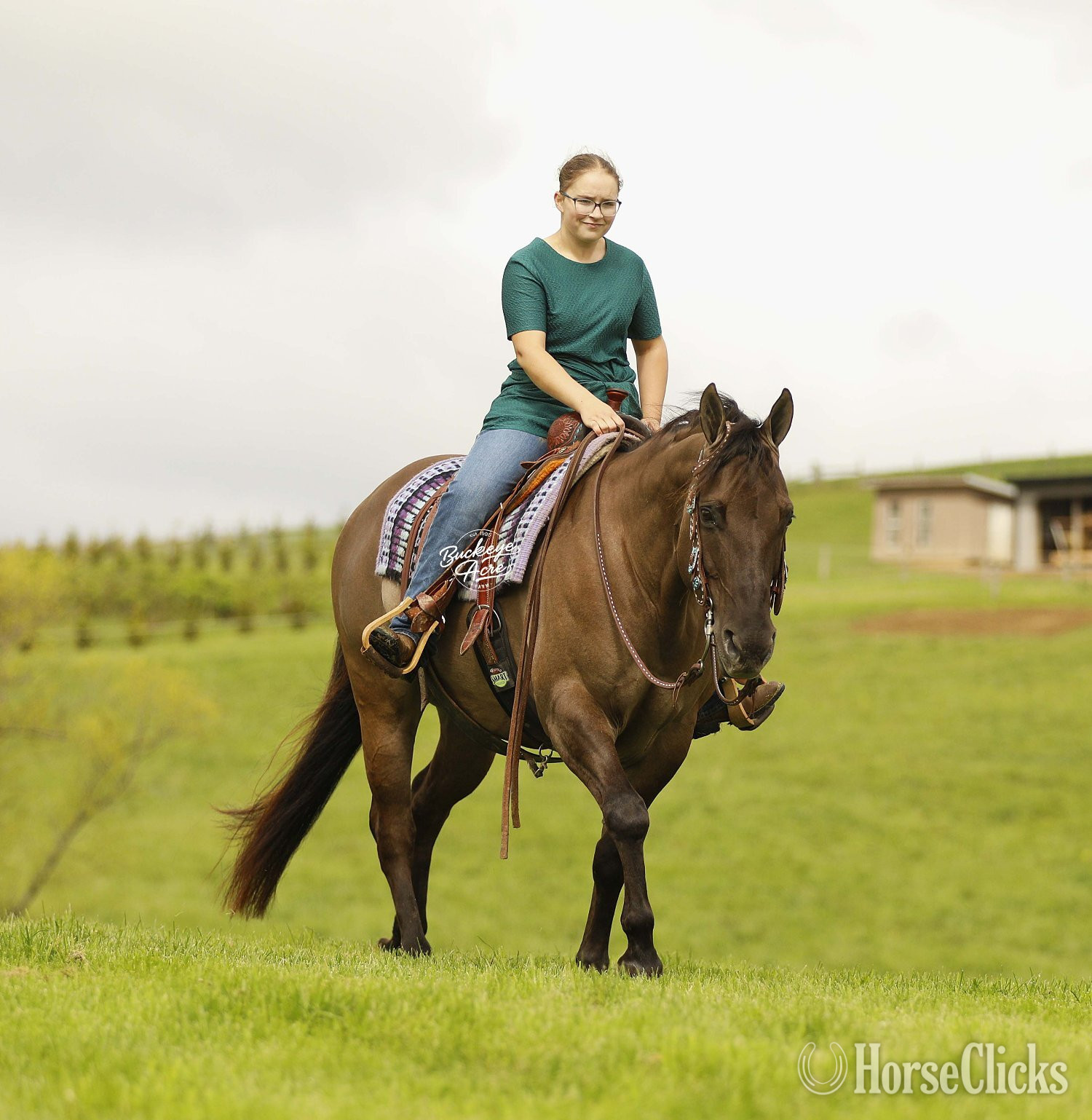 "JK Pat" Grullo Gelding Quarter Horse in Ohio