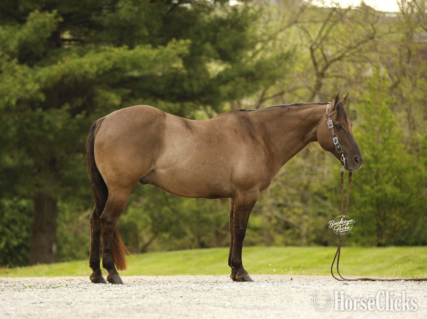 Ohio "JK Pat" Grullo Gelding Quarter Horse