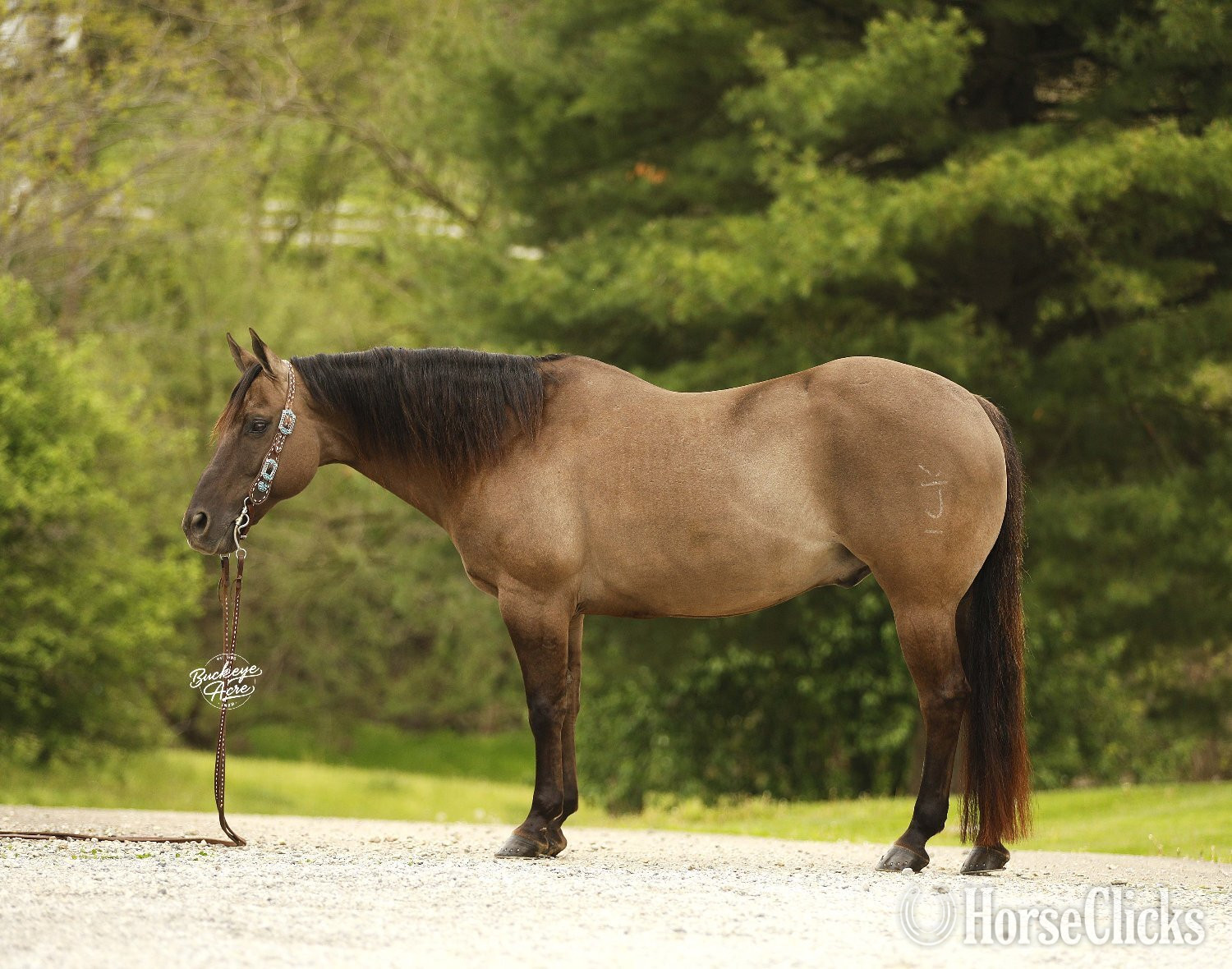 "JK Pat" Grullo Gelding Quarter Horse - Quarter Horse in Ohio
