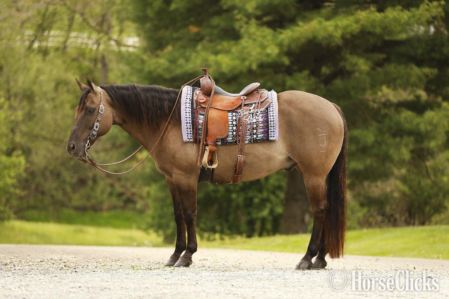Quarter Horse - "JK Pat" Grullo Gelding Quarter Horse in Ohio