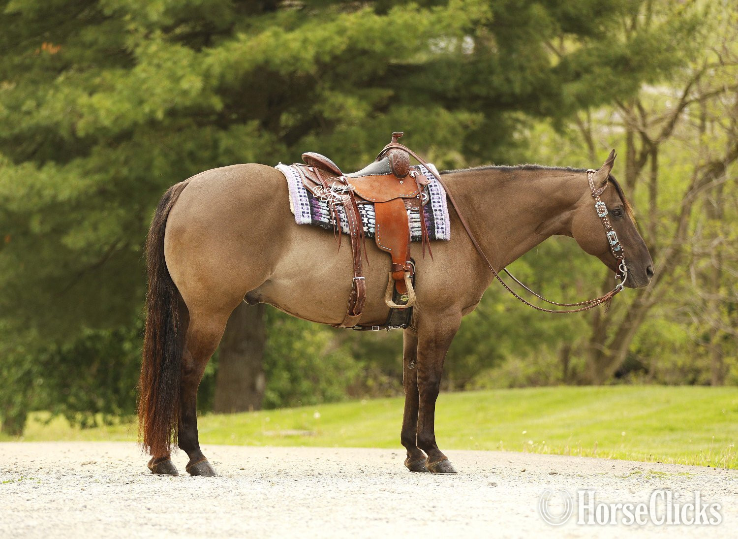Quarter Horse - "JK Pat" Grullo Gelding Quarter Horse