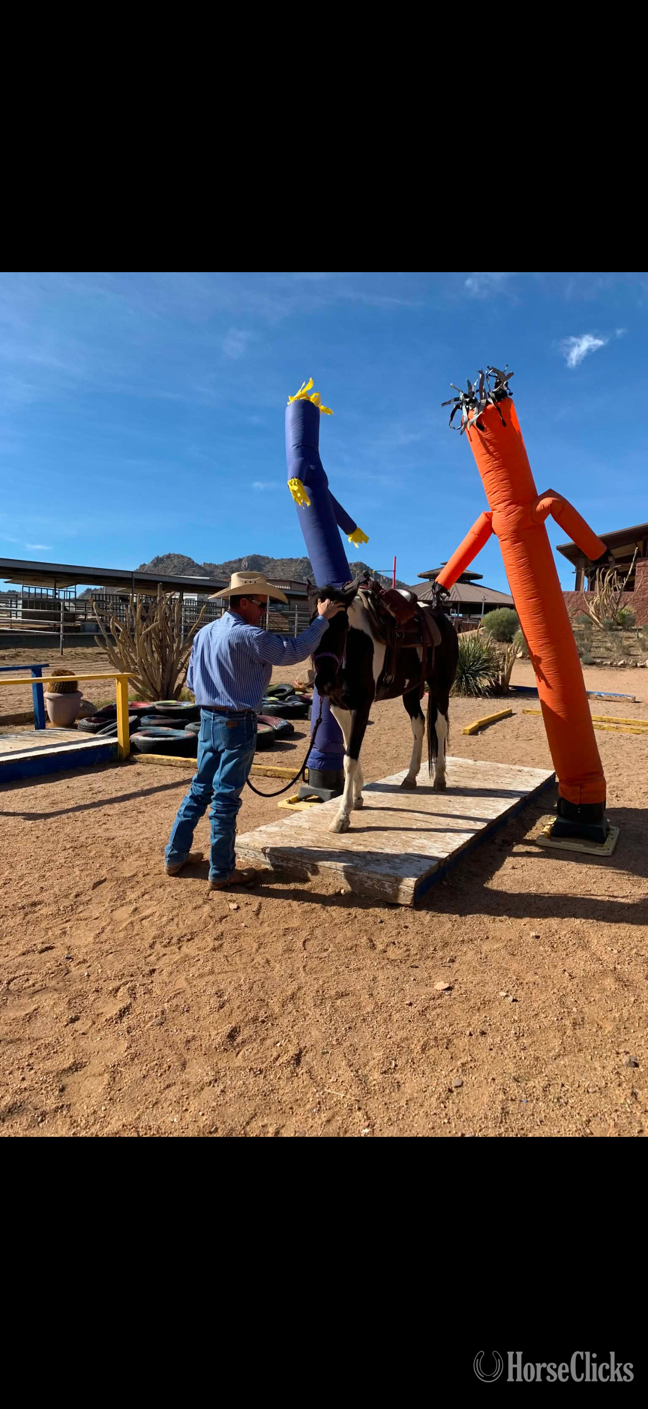"Sky" Spotted Mare Missouri Fox Trotter