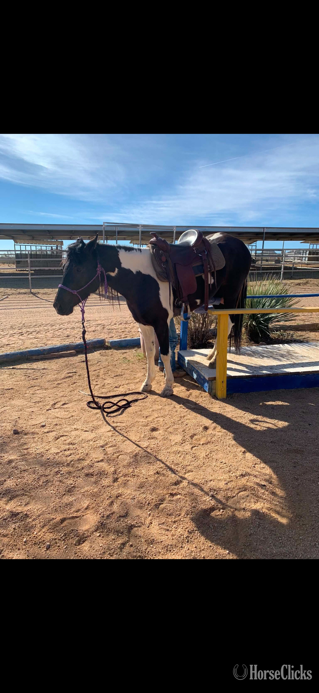 Tennessee "Sky" Spotted Mare Missouri Fox Trotter