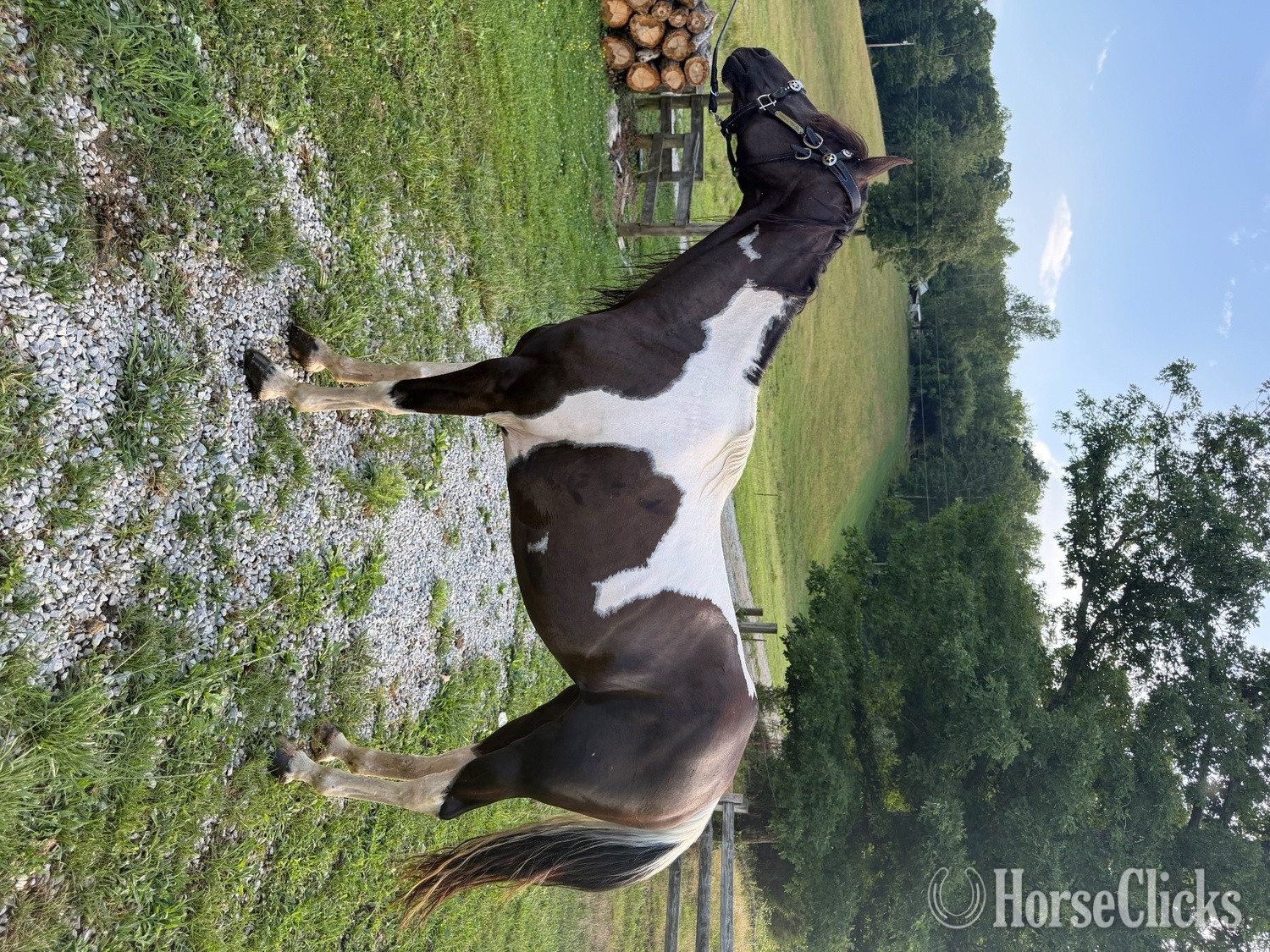 "Sky" Spotted Mare Missouri Fox Trotter Tennessee