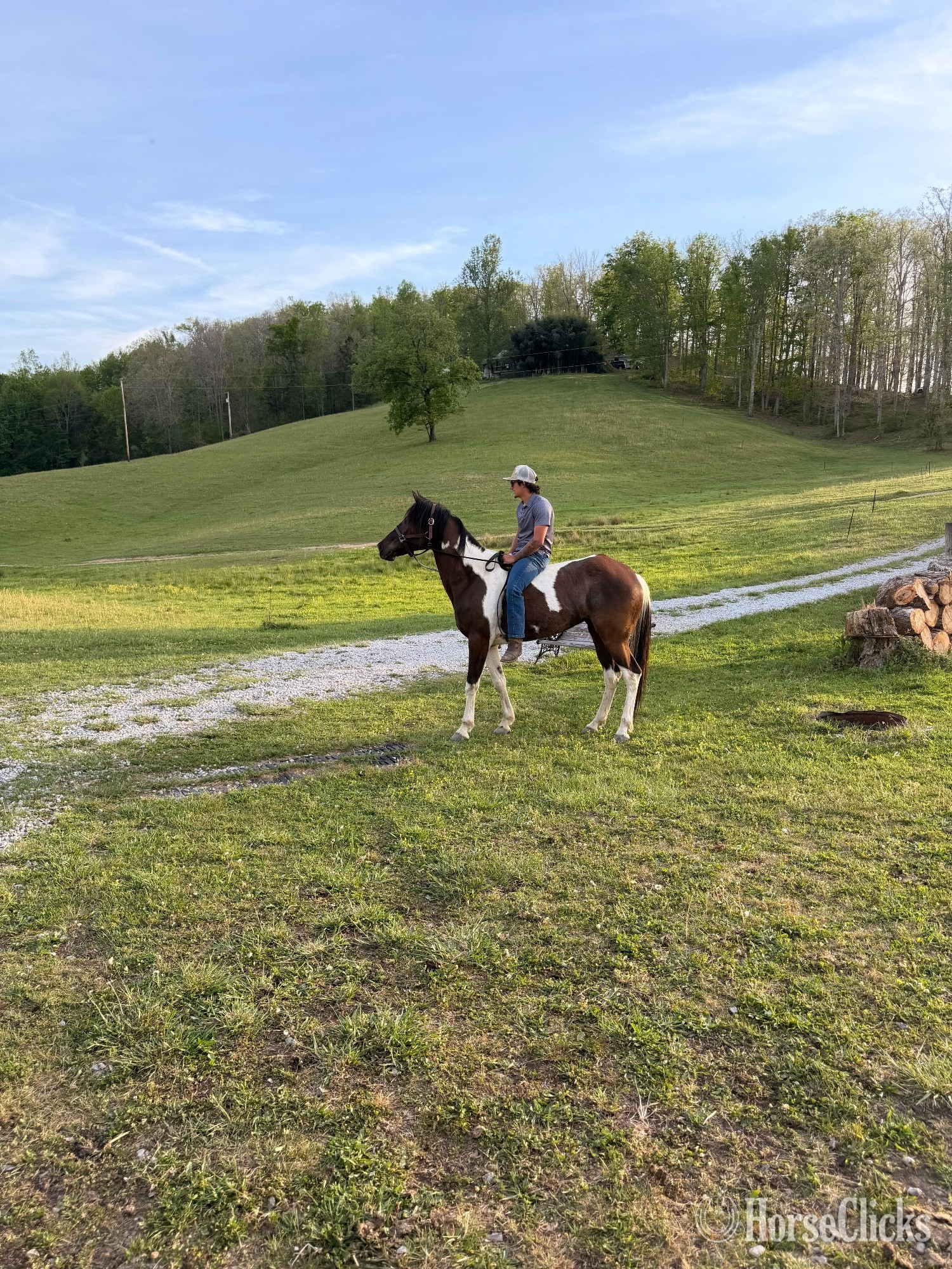 Missouri Fox Trotter - "Sky" Spotted Mare Missouri Fox Trotter in Tennessee