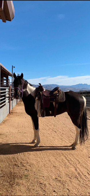"Sky" Spotted Mare Missouri Fox Trotter