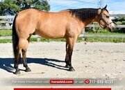 "Bee" Buckskin Gelding Quarter Horse