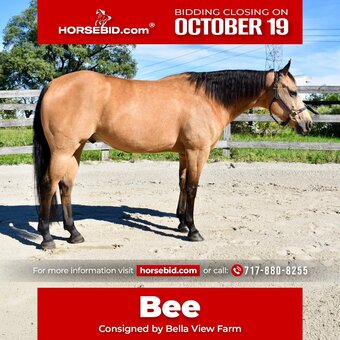 "Bee" Buckskin Gelding Quarter Horse