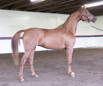 "Brilliant Heir DGL" Chestnut Mare Arabian