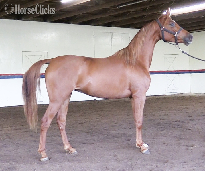 "Brilliant Heir DGL" Chestnut Mare Arabian in Michigan