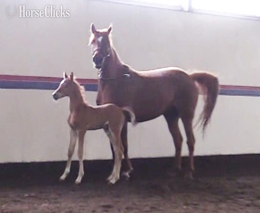 "Brilliant Heir DGL" Chestnut Mare Arabian
