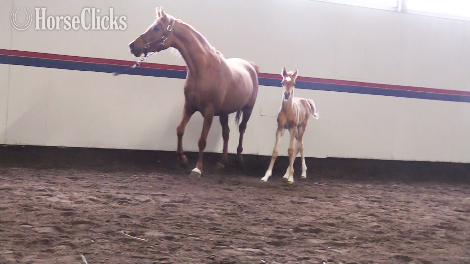 Michigan "Brilliant Heir DGL" Chestnut Mare Arabian