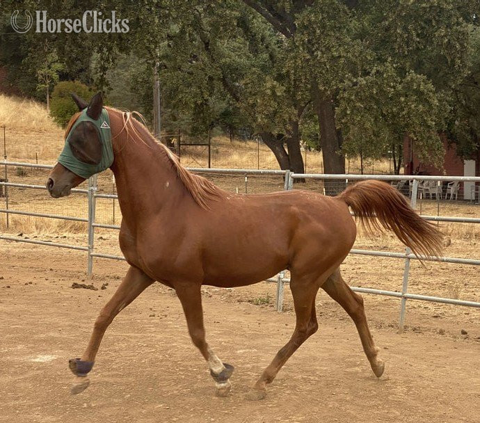 "COPPER" Chestnut Gelding Arabian in California