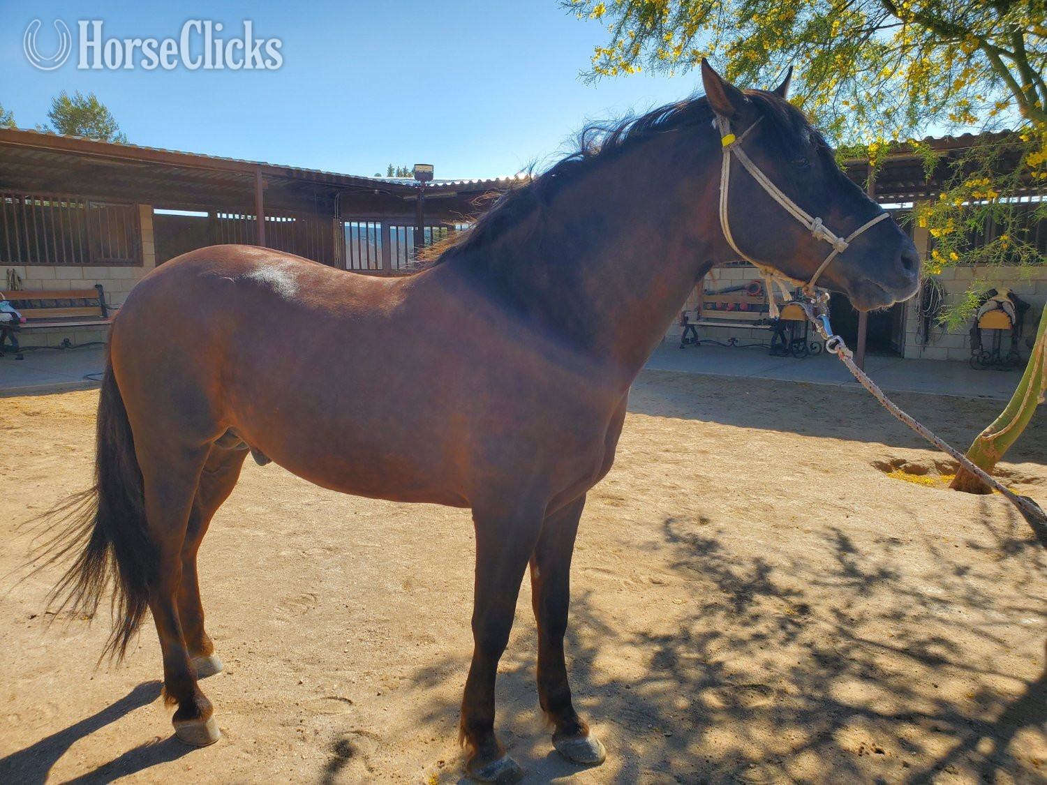 "Andalusian – Chestnut – Alazan – No Pape" Chestnut Stallion Andalusian in California