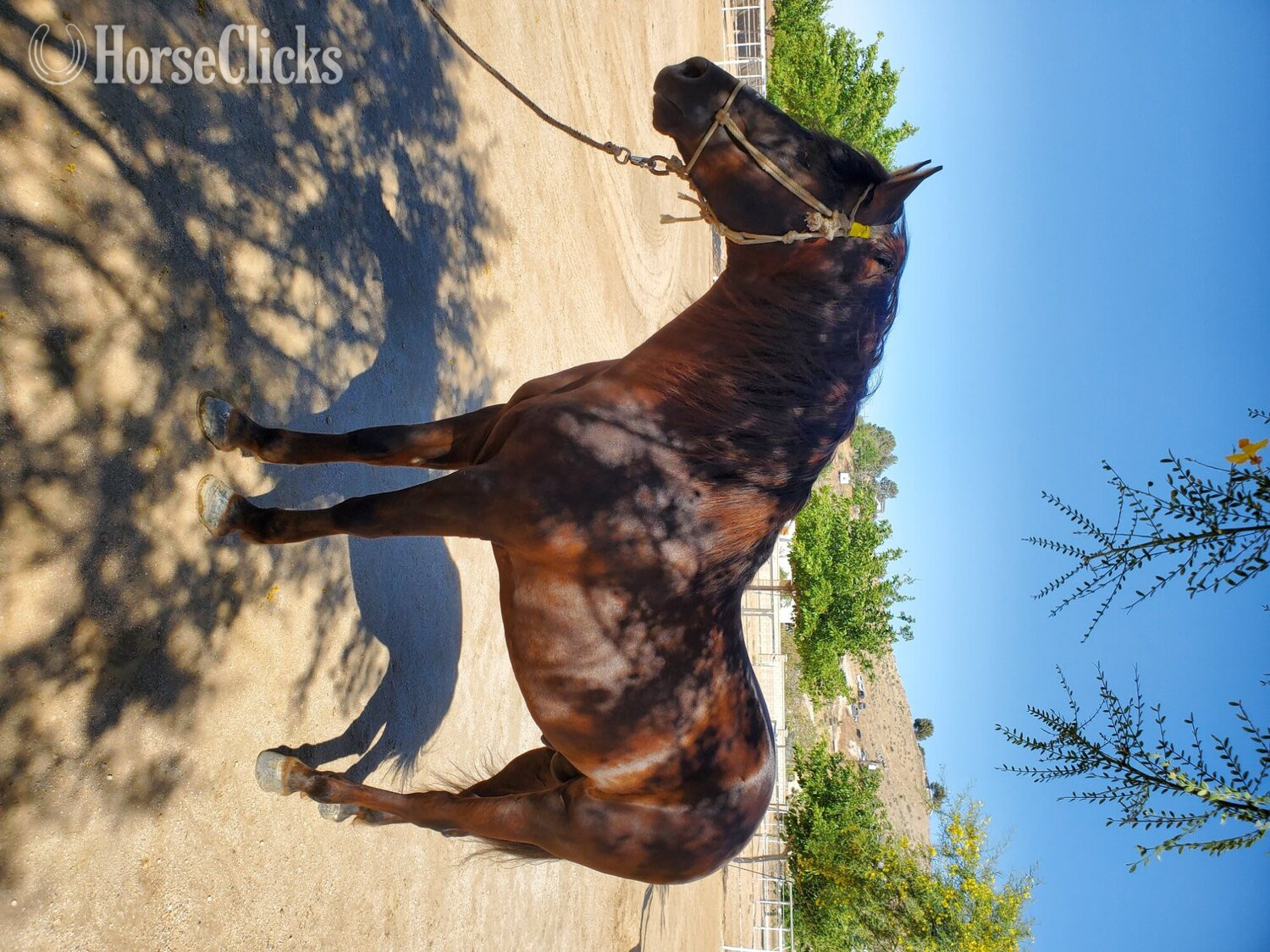 "Andalusian – Chestnut – Alazan – No Pape" Chestnut Stallion Andalusian