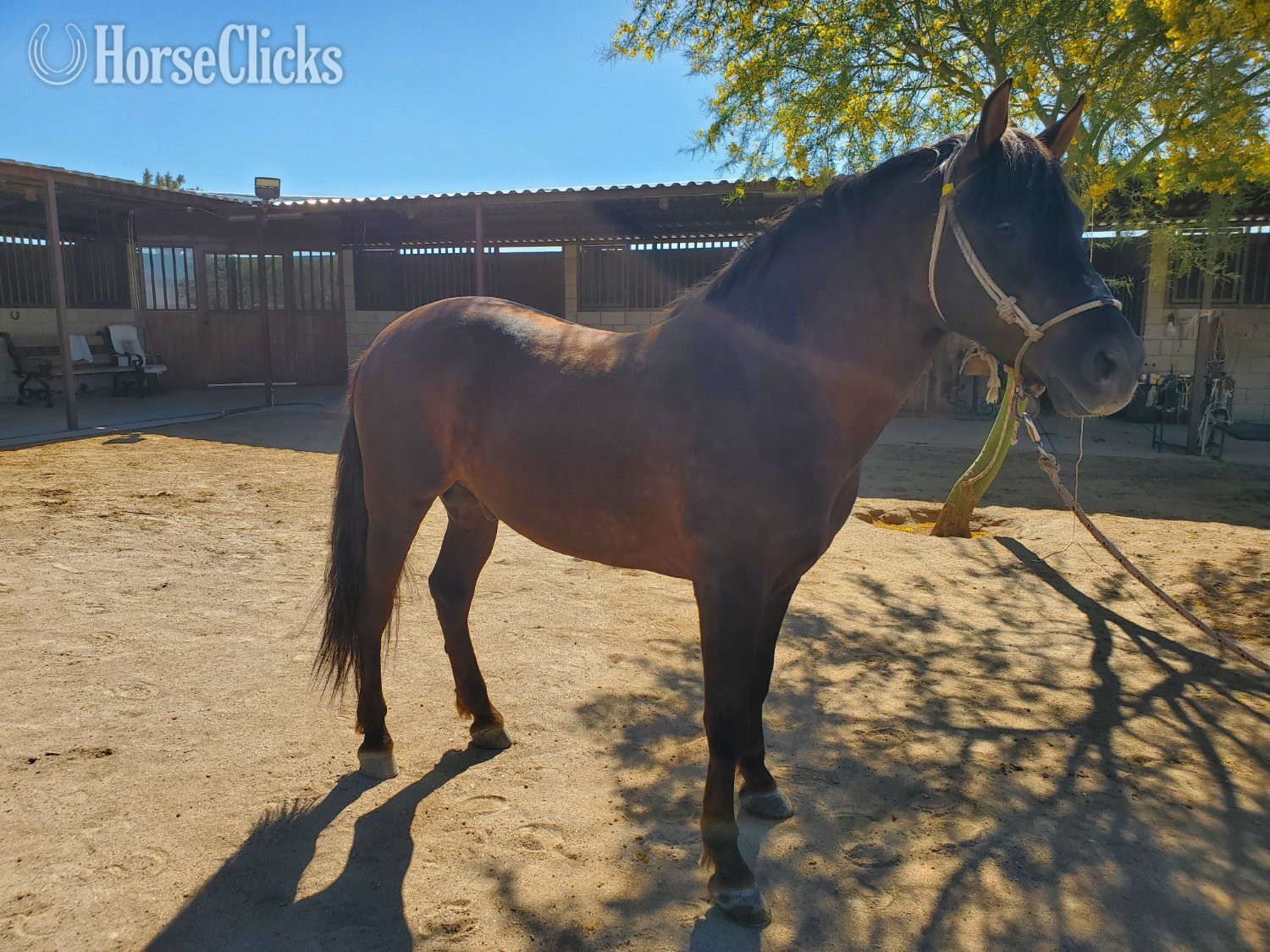 California "Andalusian – Chestnut – Alazan – No Pape" Chestnut Stallion Andalusian