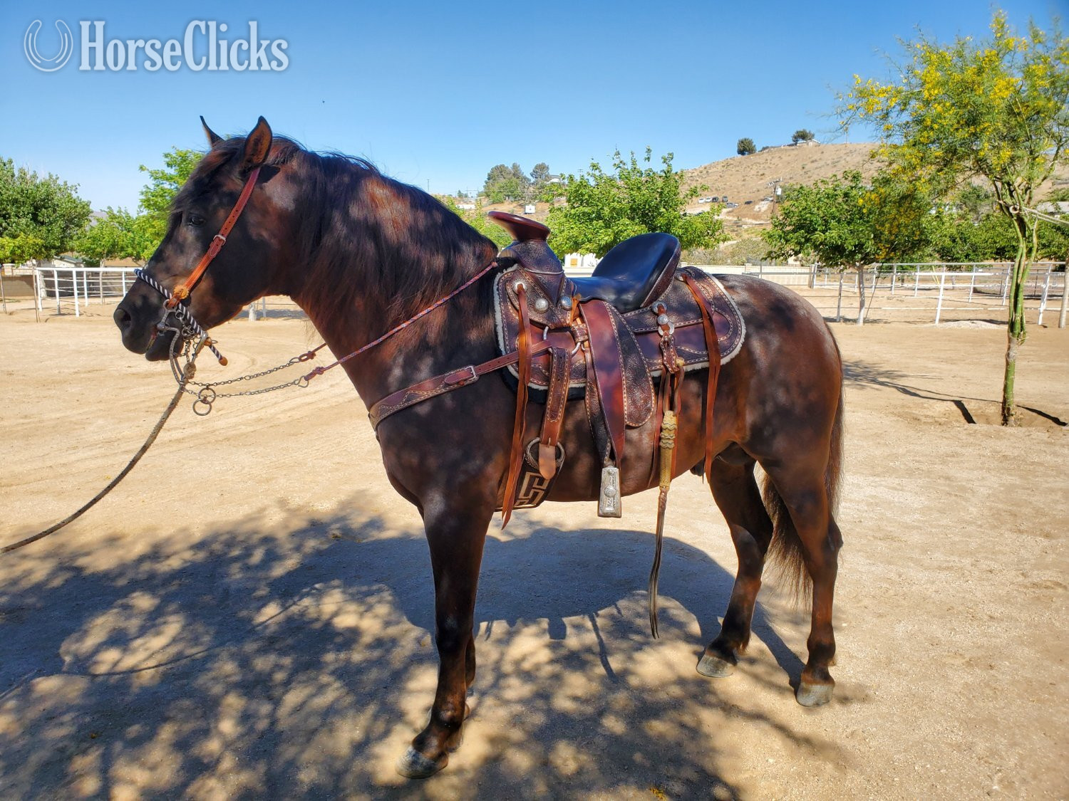 "Andalusian – Chestnut – Alazan – No Pape" Chestnut Stallion Andalusian - Andalusian in California