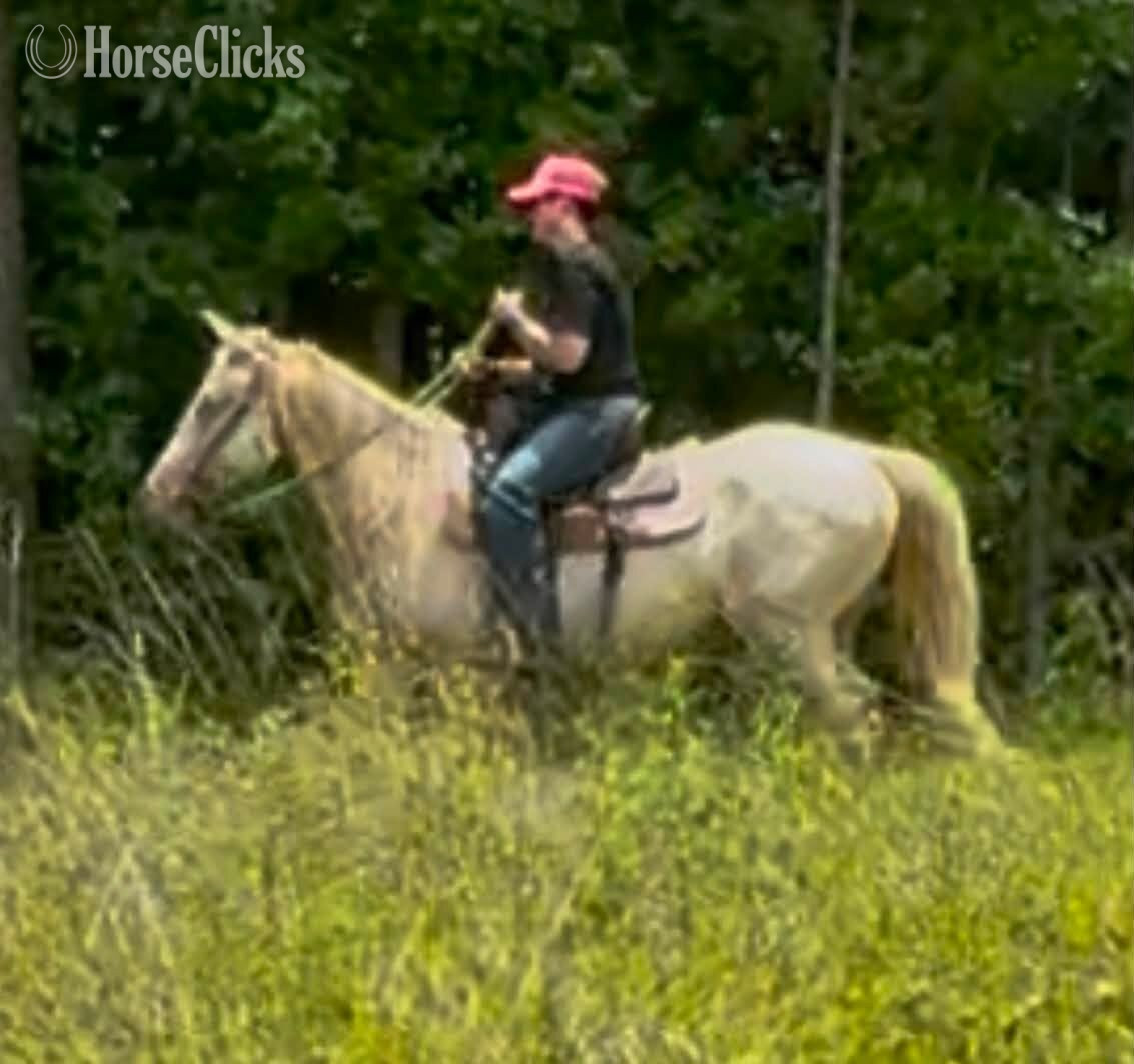 Mississippi "IVORY KING " Cremello Gelding Quarter Horse