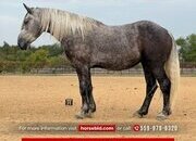 "Turtle" Grey Gelding Draft
