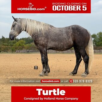 "Turtle" Grey Gelding Draft
