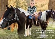 "MFS SirAnna Wonder “Hardy”" Black Gelding Gypsy Vanner