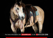 "Brisket " Buckskin Gelding Quarter Horse