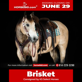 "Brisket " Buckskin Gelding Quarter Horse
