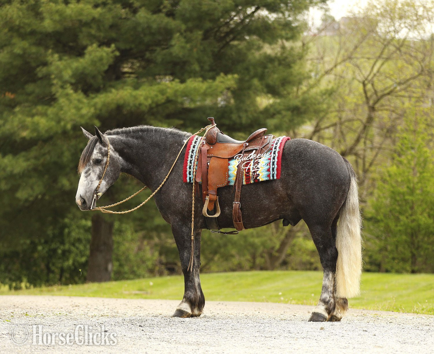 "Journey" Grey Gelding Draft in Ohio