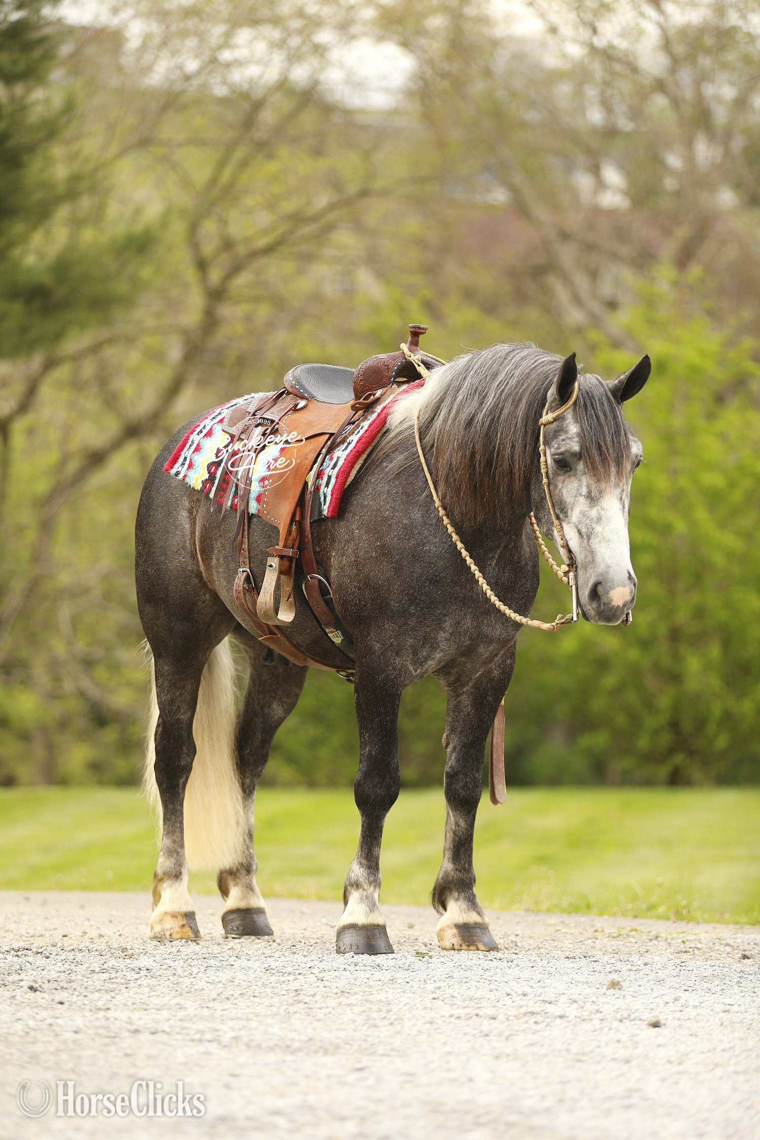 "Journey" Grey Gelding Draft