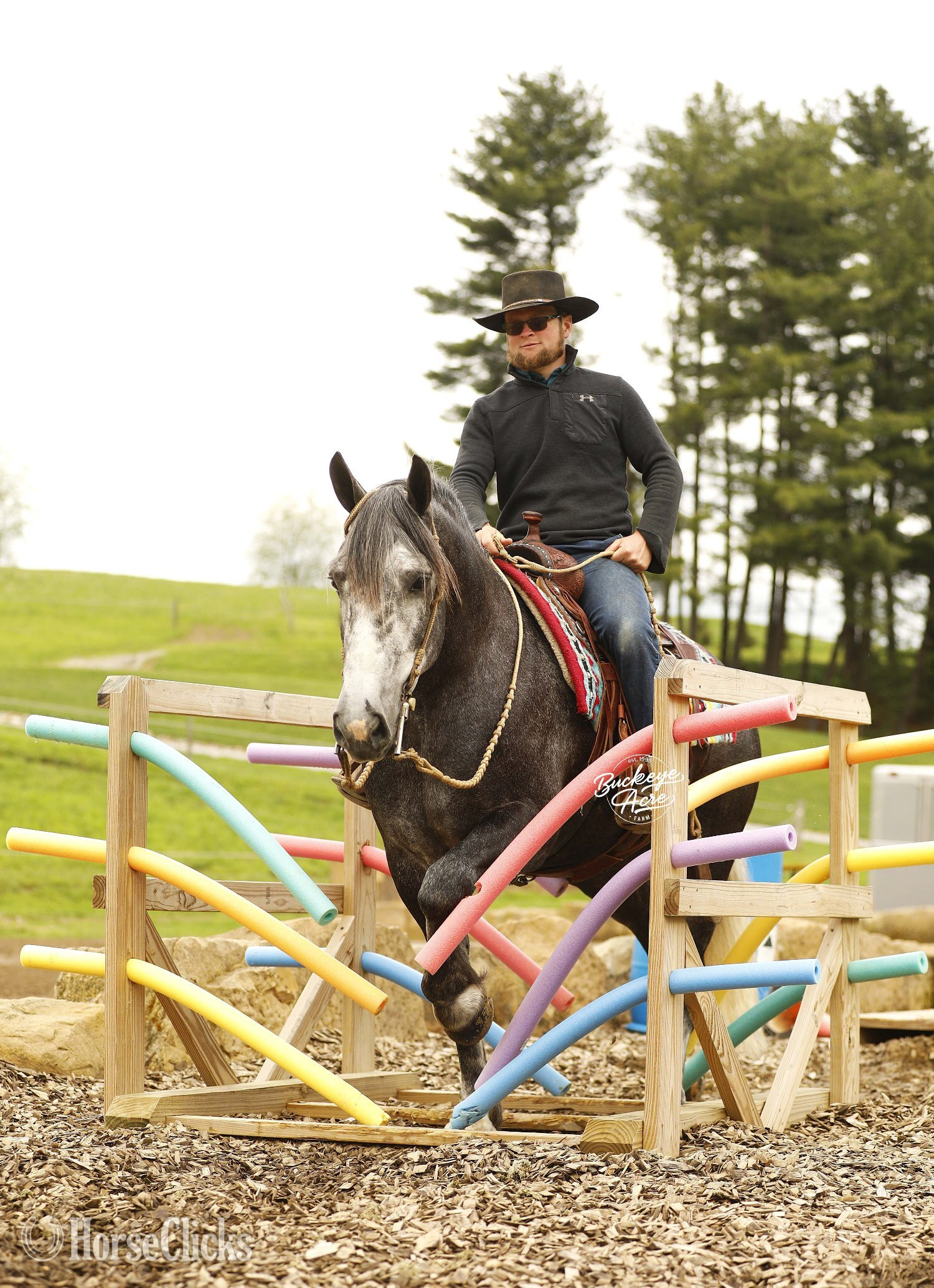 Ohio "Journey" Grey Gelding Draft