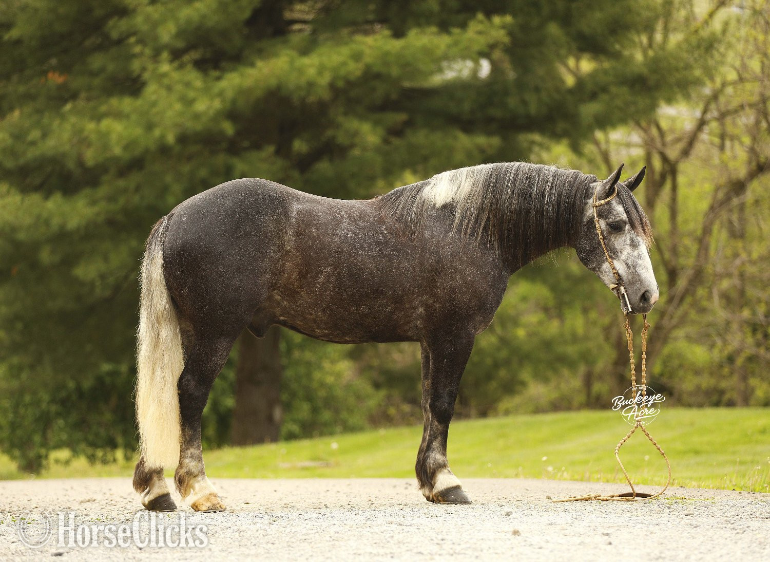 "Journey" Grey Gelding Draft - Draft in Ohio