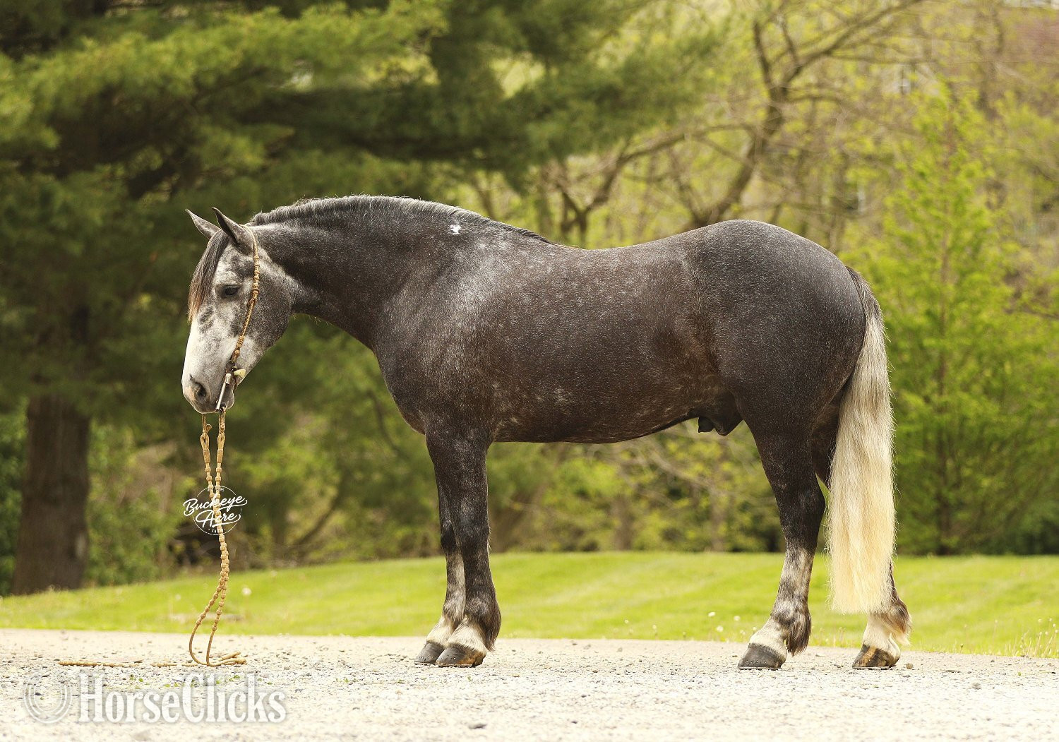 "Journey" Grey Gelding Draft Ohio